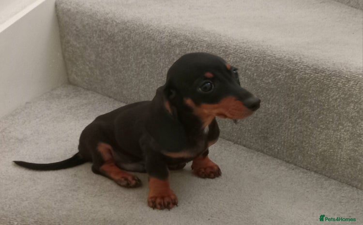 Dachshund dogs - Advert 14