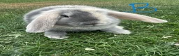 Mini Lop rabbits for sale: Mini Lop Rabbits For Sale  - Advert 7