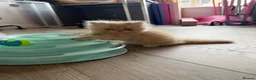 Persian cats for sale: Persian kittens  - Advert 16