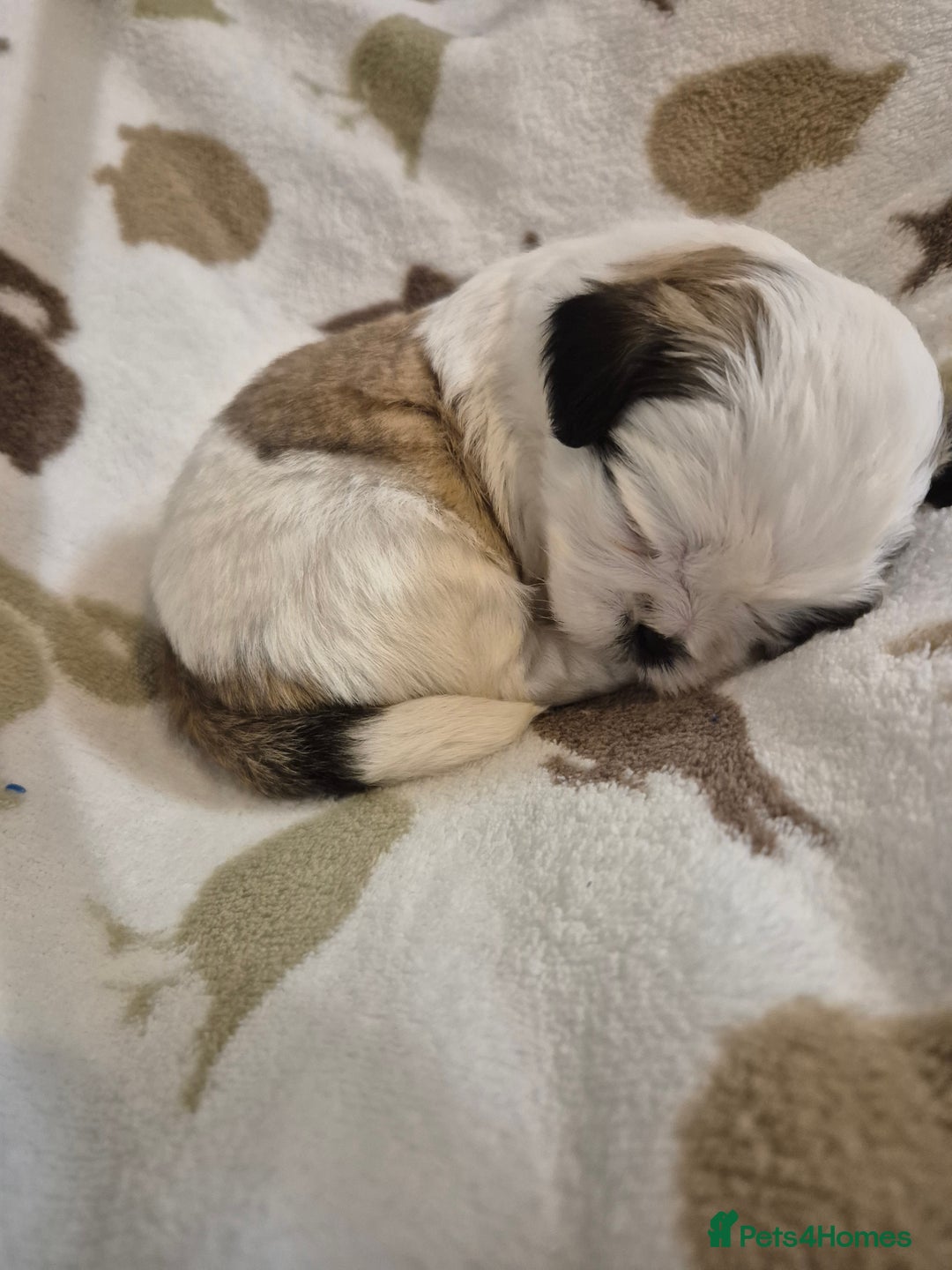 Shih Tzu dogs for sale: Beautiful Shih-tzu's - Image 14