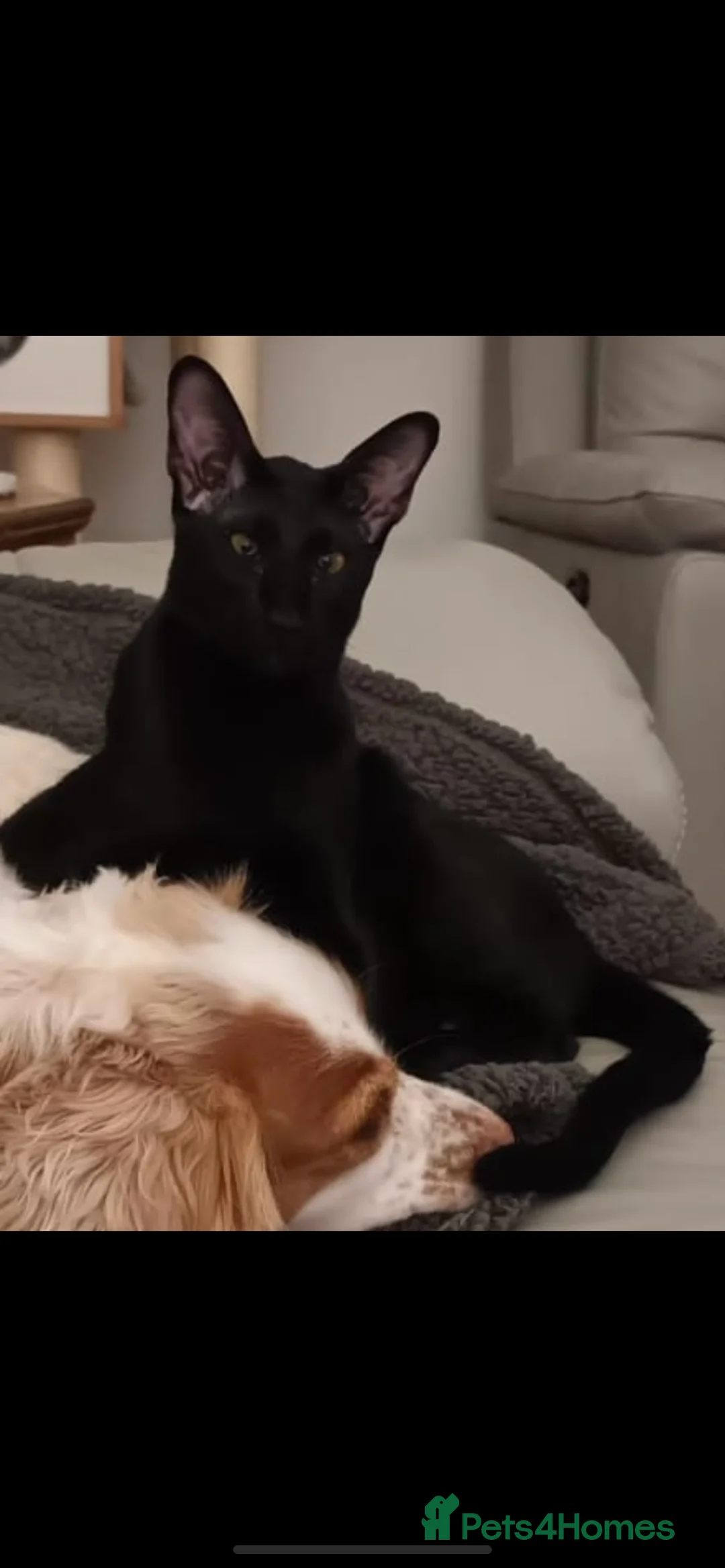 Oriental cats for sale: Stunning 9m Black GCCF Reg Oriental Boy - Advert 3