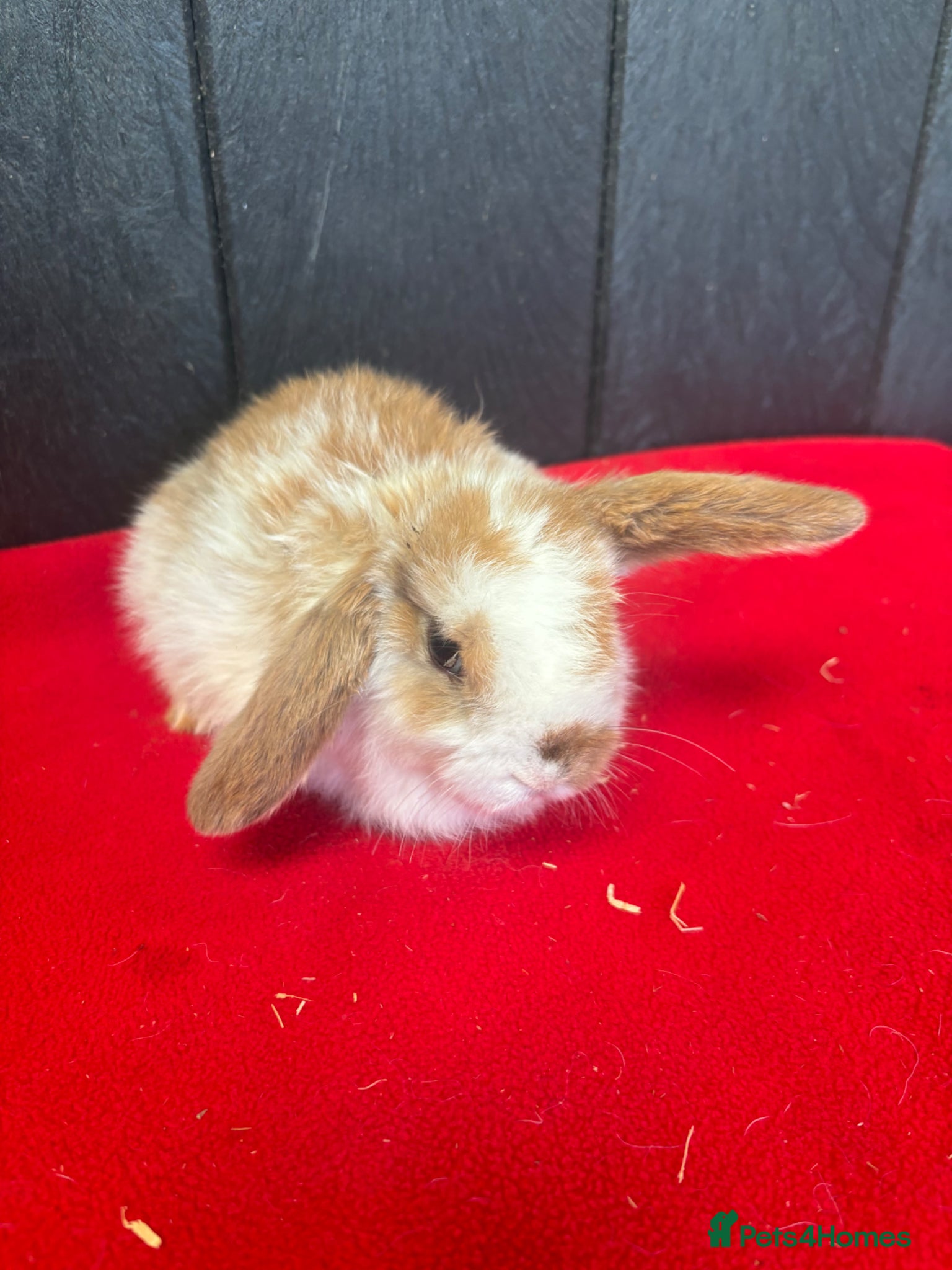 Mini Lop rabbits ⭐️⭐️⭐️Stunning mini lops⭐️⭐️⭐️ - Advert 1