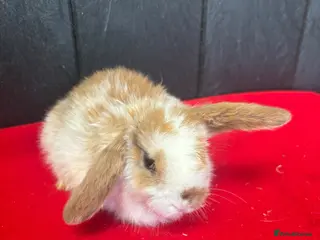 Mini Lop rabbits for sale: ⭐️⭐️⭐️Stunning mini lops⭐️⭐️⭐️ - Advert 3