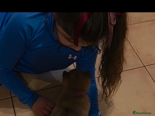 Japanese Shiba Inu dogs Last 2 Beautiful Shiba puppies - Advert 1