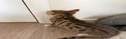 Mixed Breed cats for sale: Kittens available now  - Advert 7