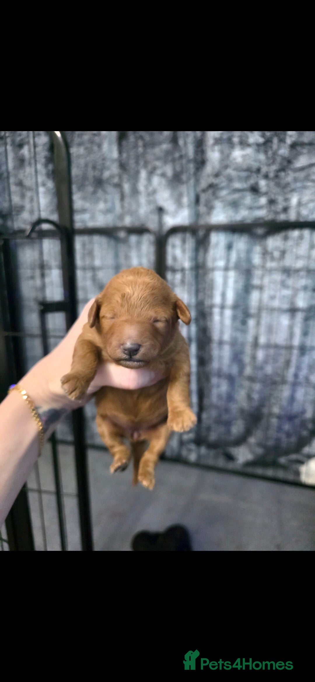 Poochon dogs for sale: Poochon puppies - Advert 5