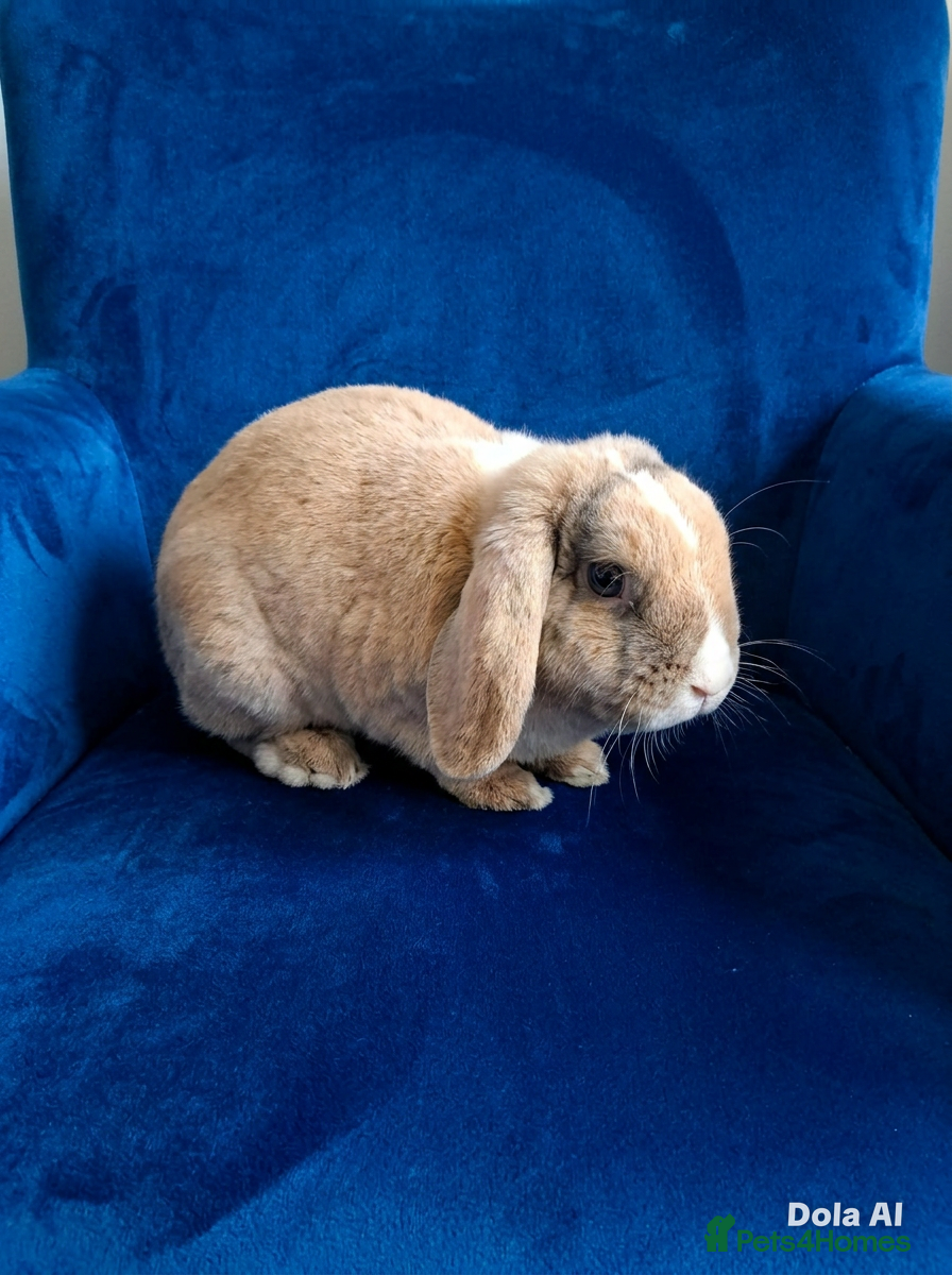 Rex rabbits Male plush lop - Advert 7