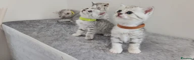 British Shorthair - BROWN COLLAR - GIRL - RESERVED