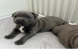 Staffordshire Bull Terrier dogs for stud: A NEW SUPERIOR SOLID BLUE MALE  - Image 19