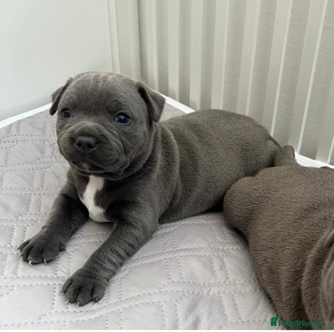 Staffordshire Bull Terrier dogs for stud: A NEW SUPERIOR SOLID BLUE MALE  - Image 19