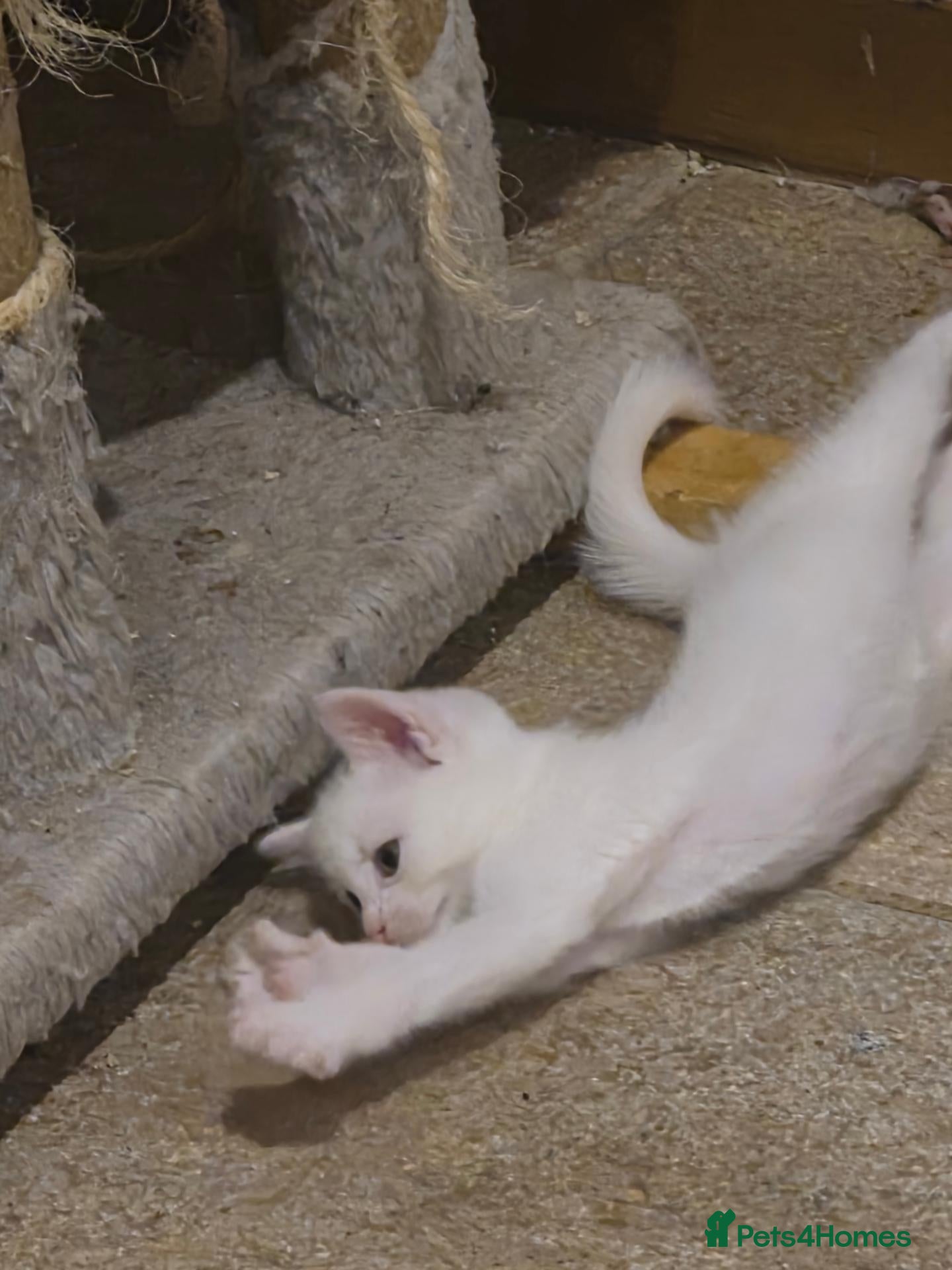 Mixed Breed cats Super cute WHITE KITTENS - Advert 16