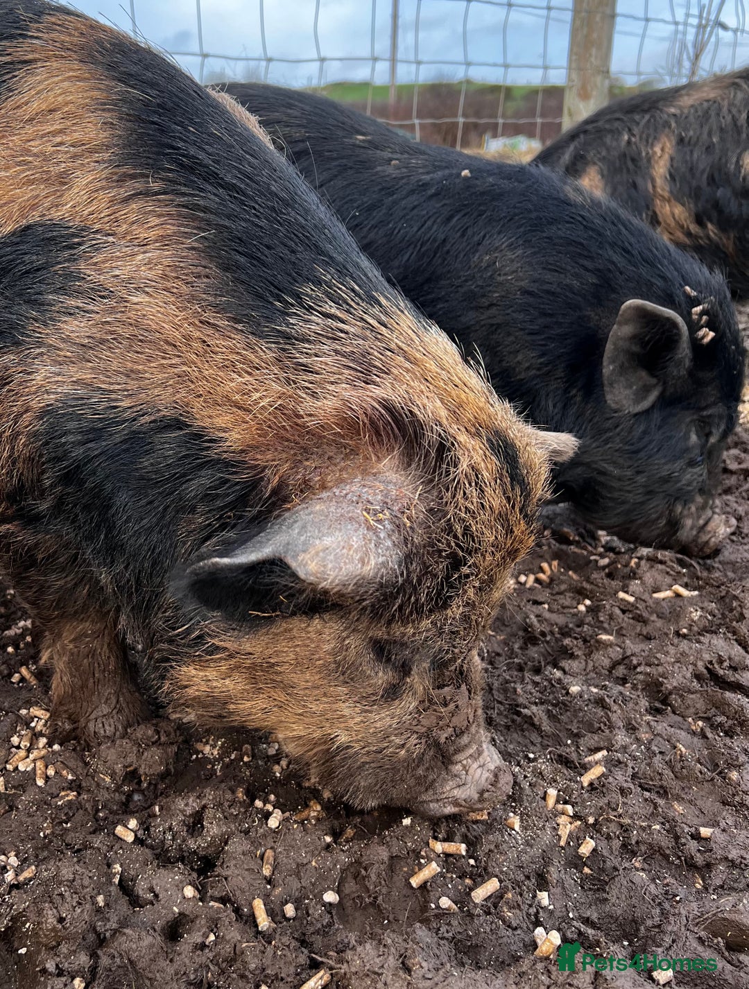 Pig livestock for sale: Kune kune cross boars, gilt and sow - Advert 5