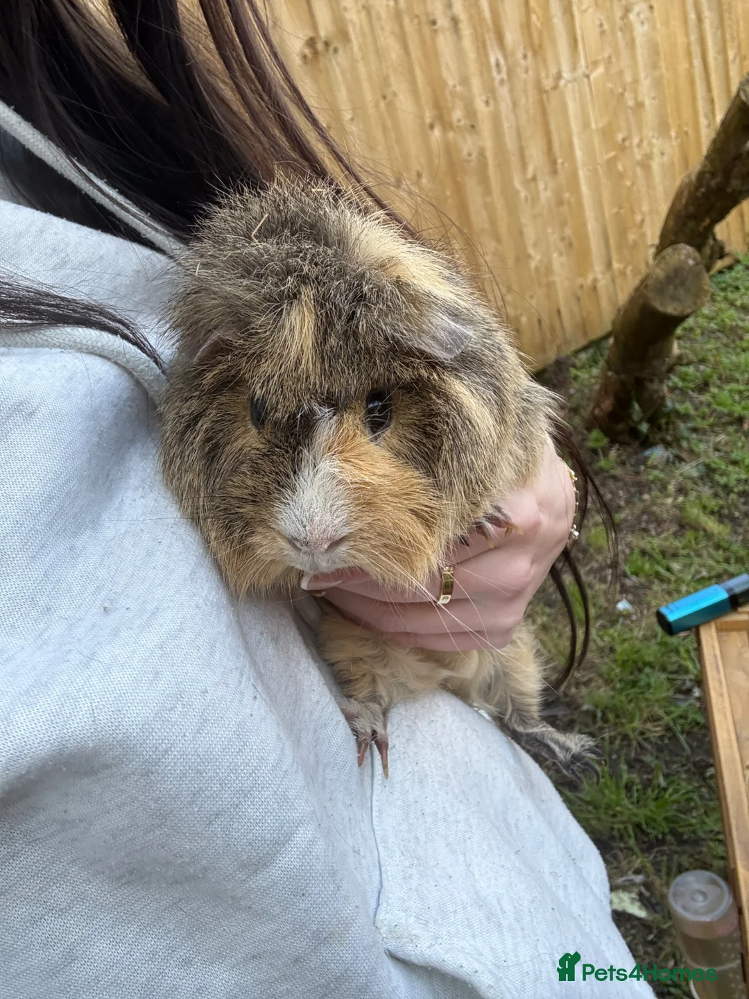 Guinea Pig rodents for sale: Boo male pig - Advert 1