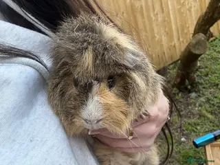 Guinea Pig rodents Boo male pig - Advert 1