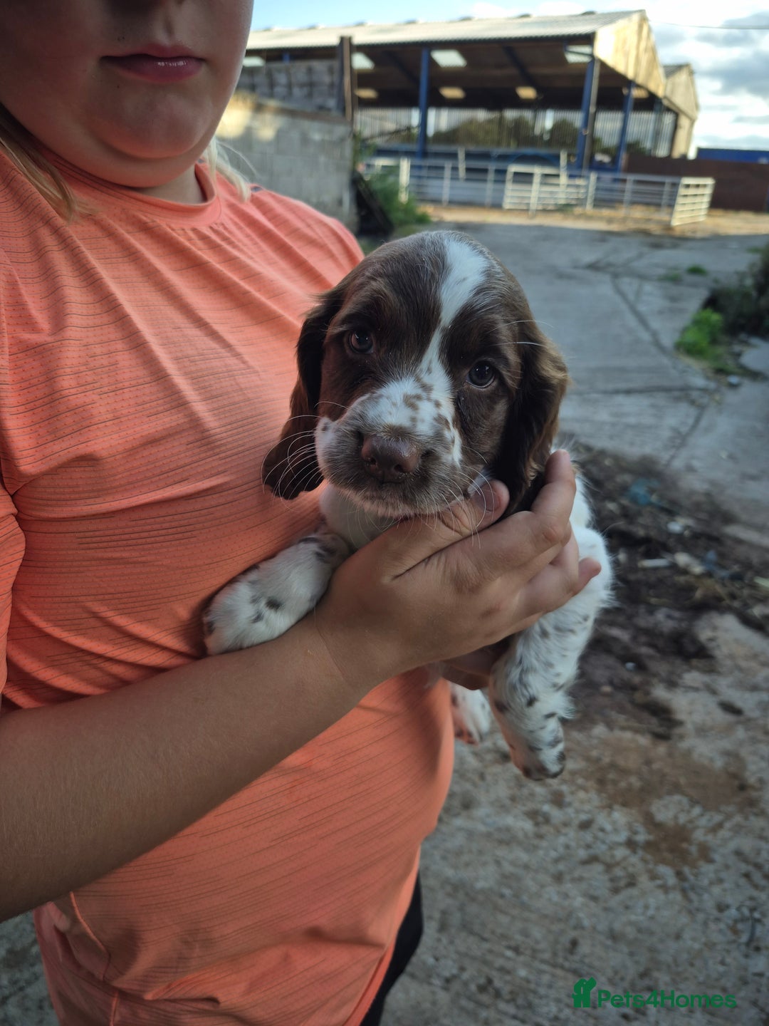 Mixed Breed dogs for sale: Springer spaniel puppies  - Image 6