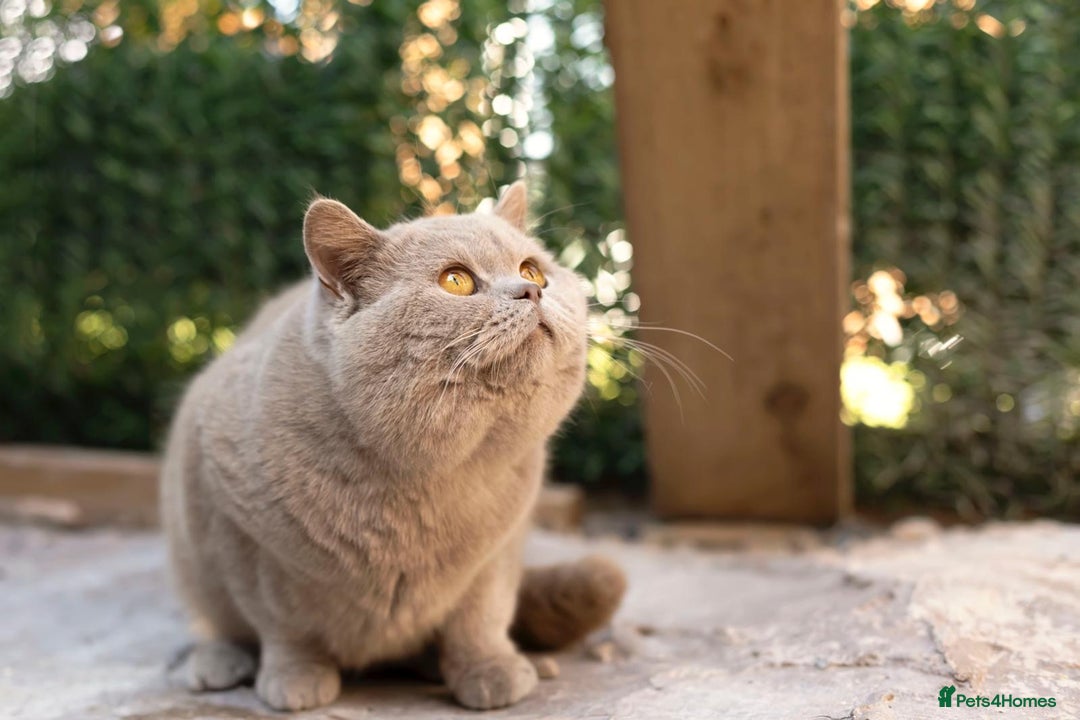 British Shorthair cats for stud: Full BSH Thorn Male. Stud duties Only  in Stockport - Image 4