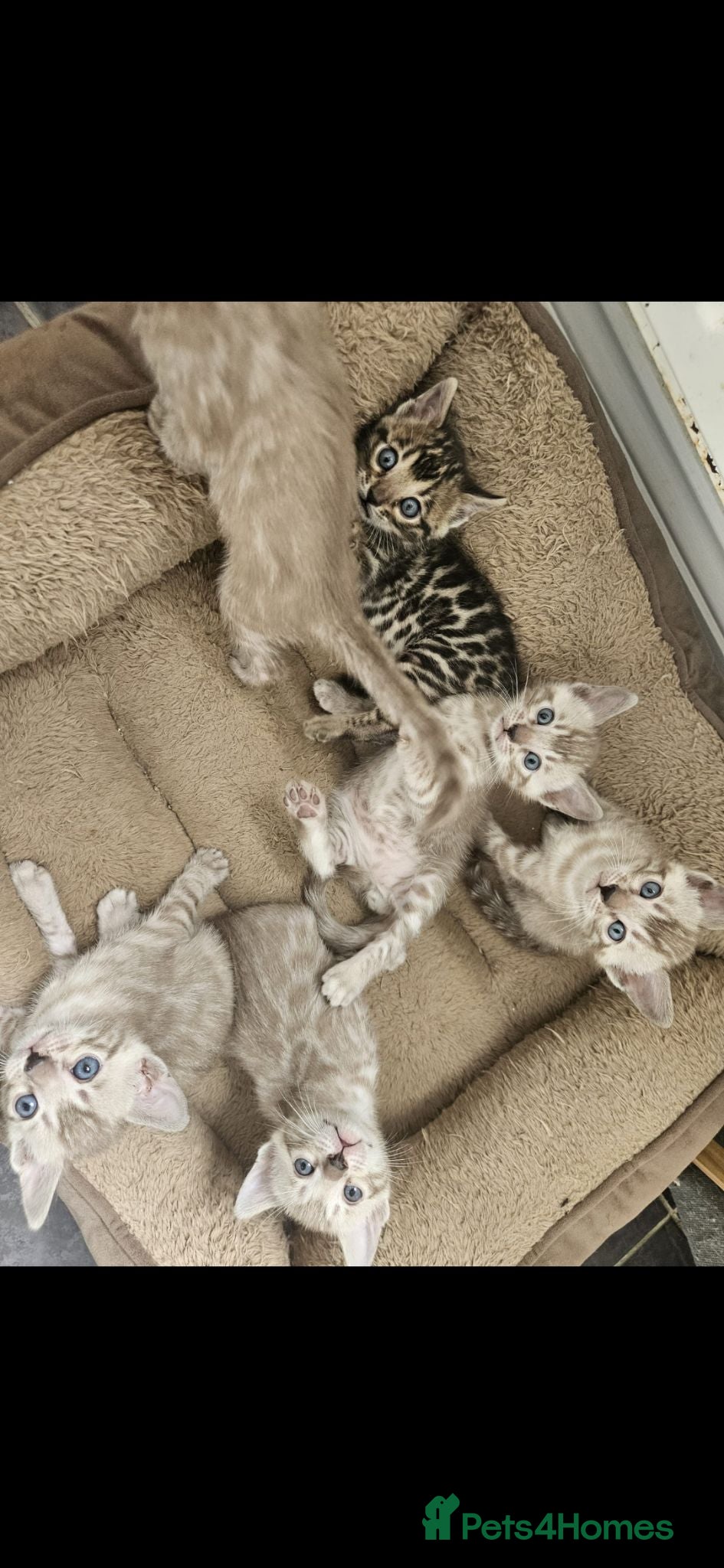 Bengal cats TICA registered bengal kittens - Advert 3