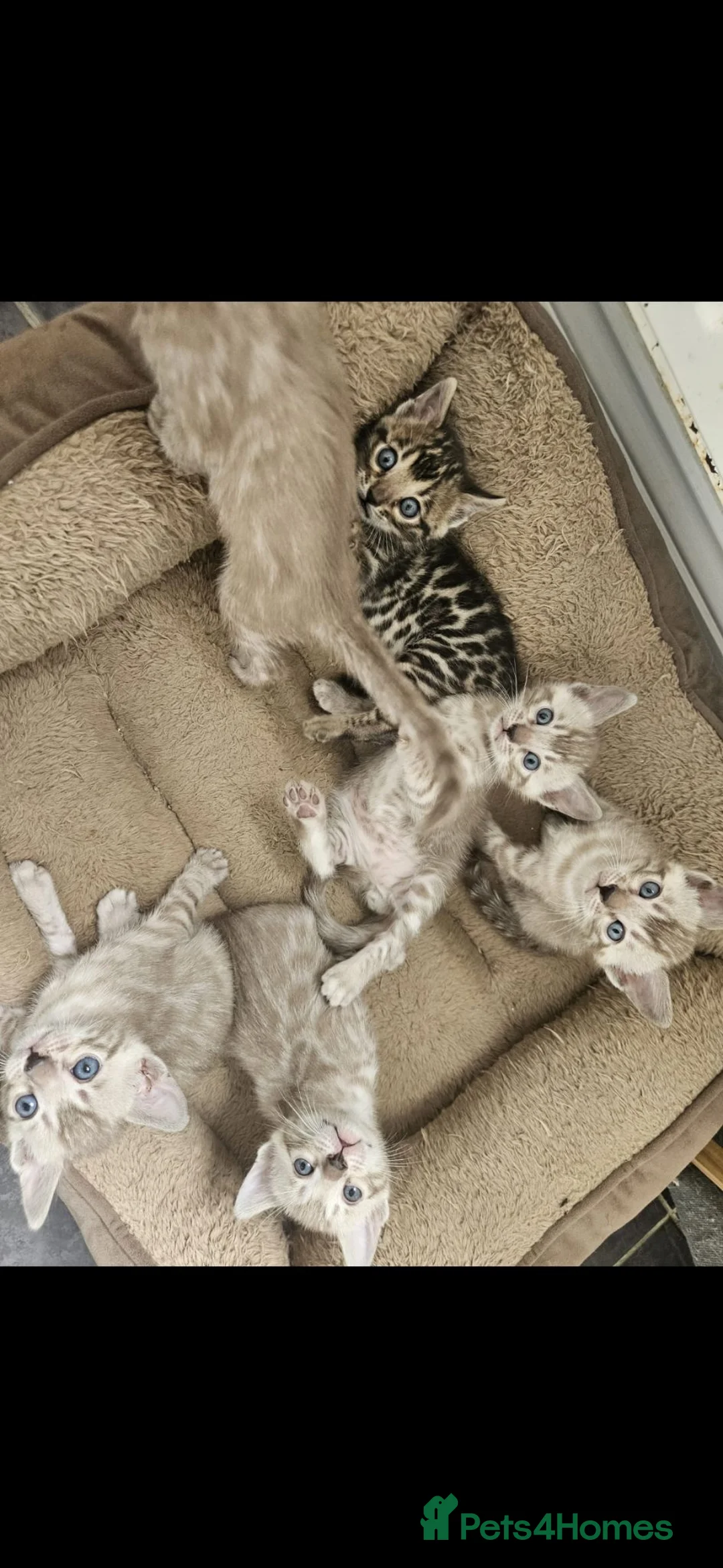 Bengal cats for sale: TICA registered bengal kittens - Advert 1