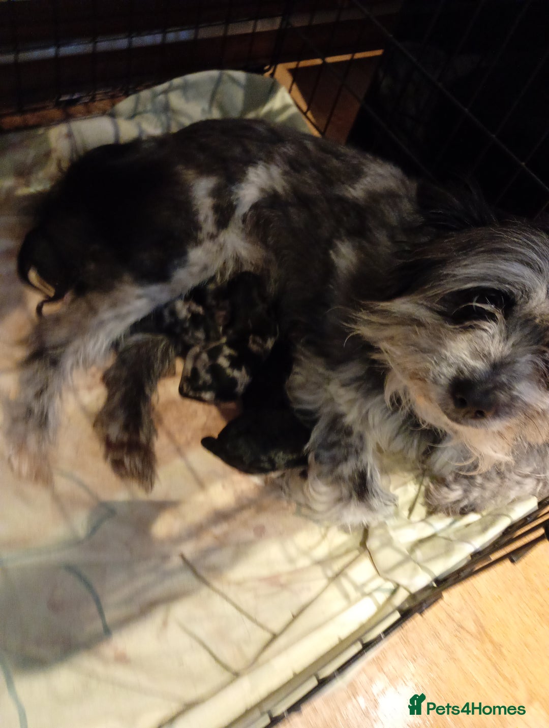 Mixed Breed dogs for sale: Beautiful pomapoo X puppies  - Image 15
