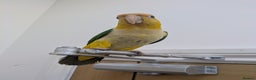 Parrots birds for sale: Black headed and yellow headed caiques babies - Advert 5