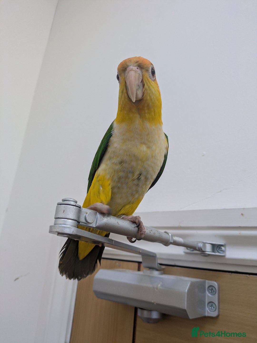 Parrots birds for sale: Black headed and yellow headed caiques babies - Advert 5