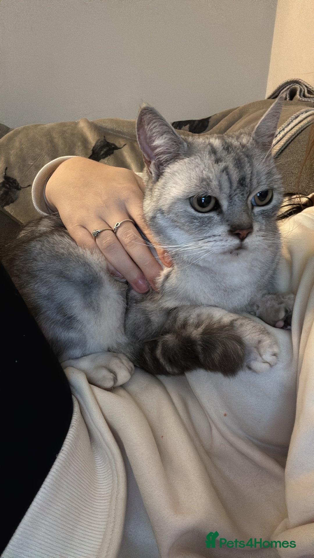 Exotic cats for sale: 6yr old Smokey  - Advert 4