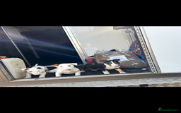 English Bull Terrier dogs for sale: Ready Now! KC registered pups  - Image 2