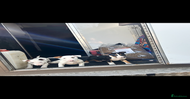 English Bull Terrier dogs - Advert 4