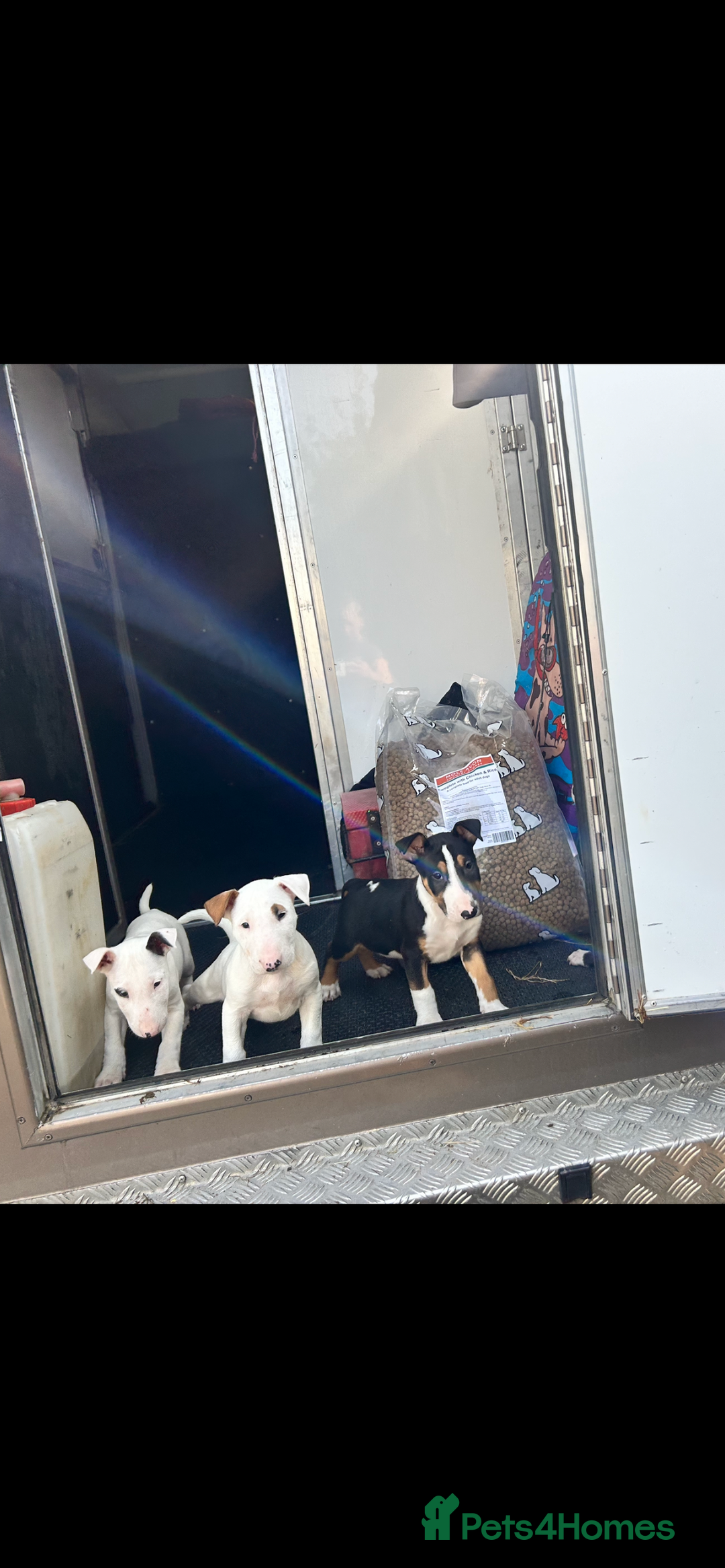 English Bull Terrier dogs for sale: Ready Now! KC registered pups  - Image 2