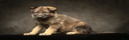 German Shepherd dogs for sale: Gorgeous German shepherd babies  - Advert 12