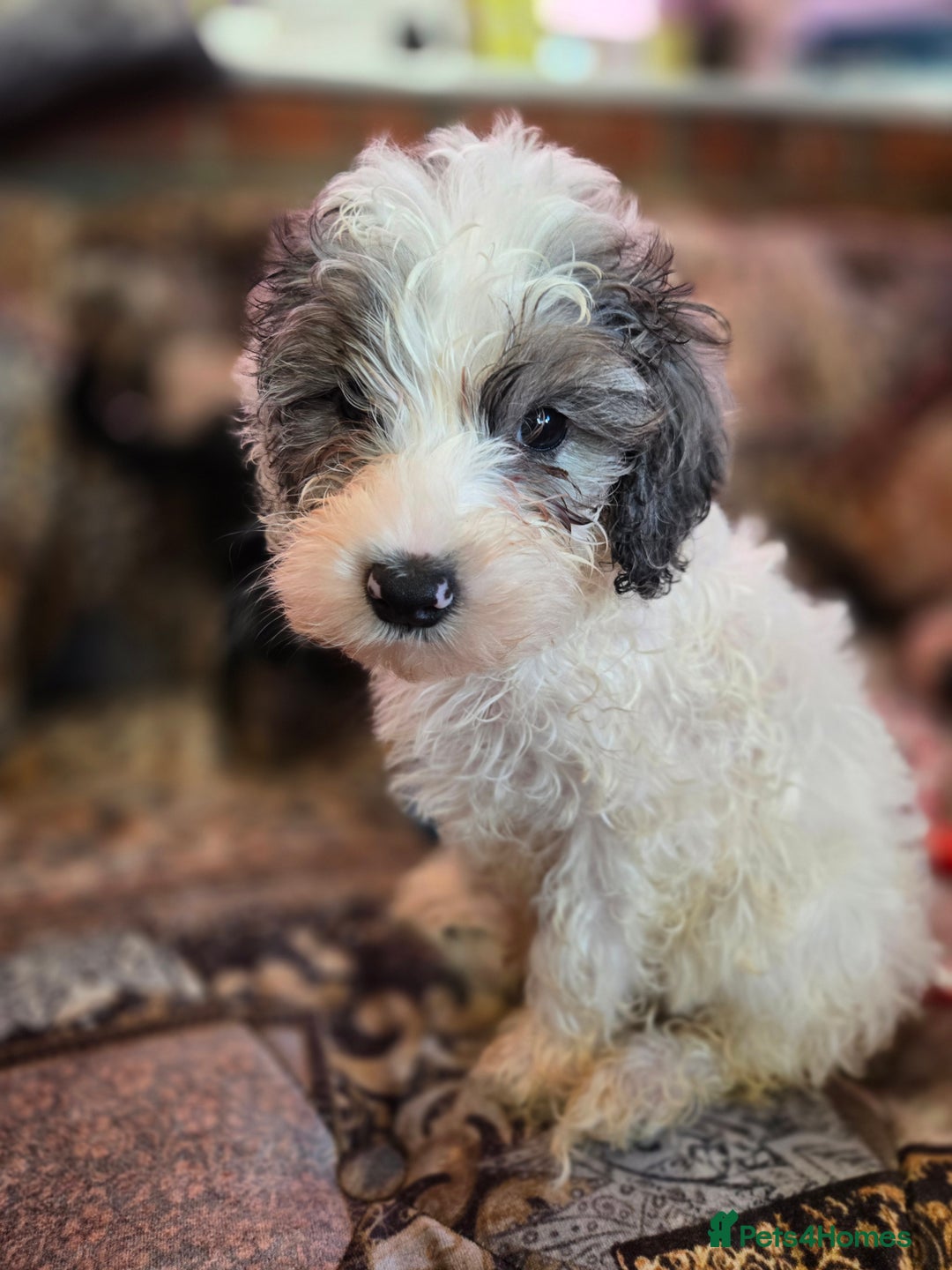 Cockapoo dogs for sale: Stunning mini cockapoo dna checked puppies - Advert 5