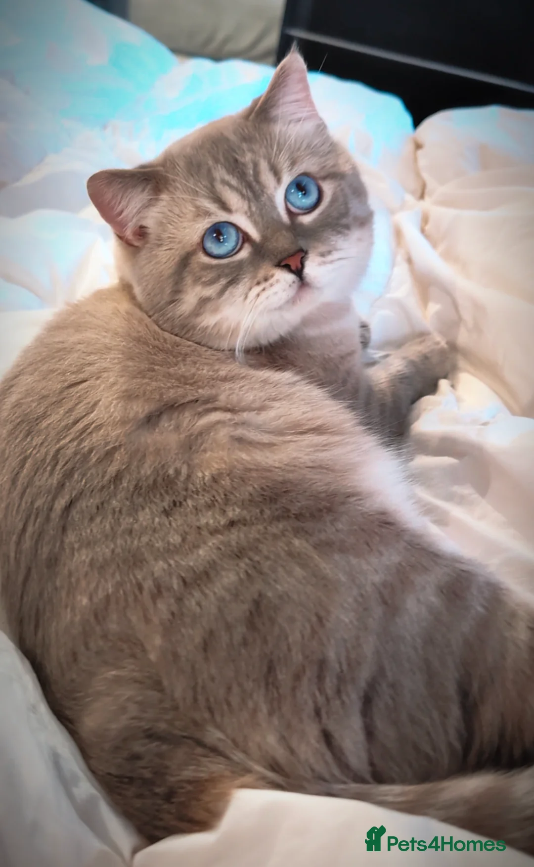 British Shorthair cats for stud: 🌊Proven STUD 🟦BSH Colourpoint King TICA/GCCF   in London - Advert 6