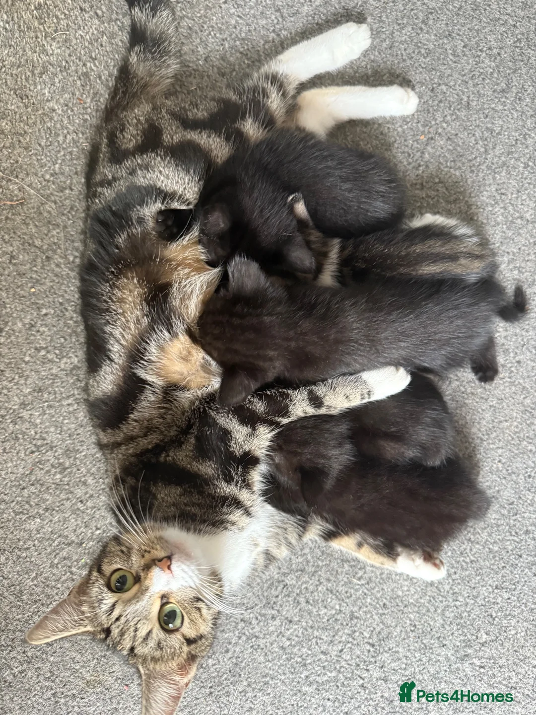 Domestic Shorthair cats for sale: 5 kittens available now - Advert 12