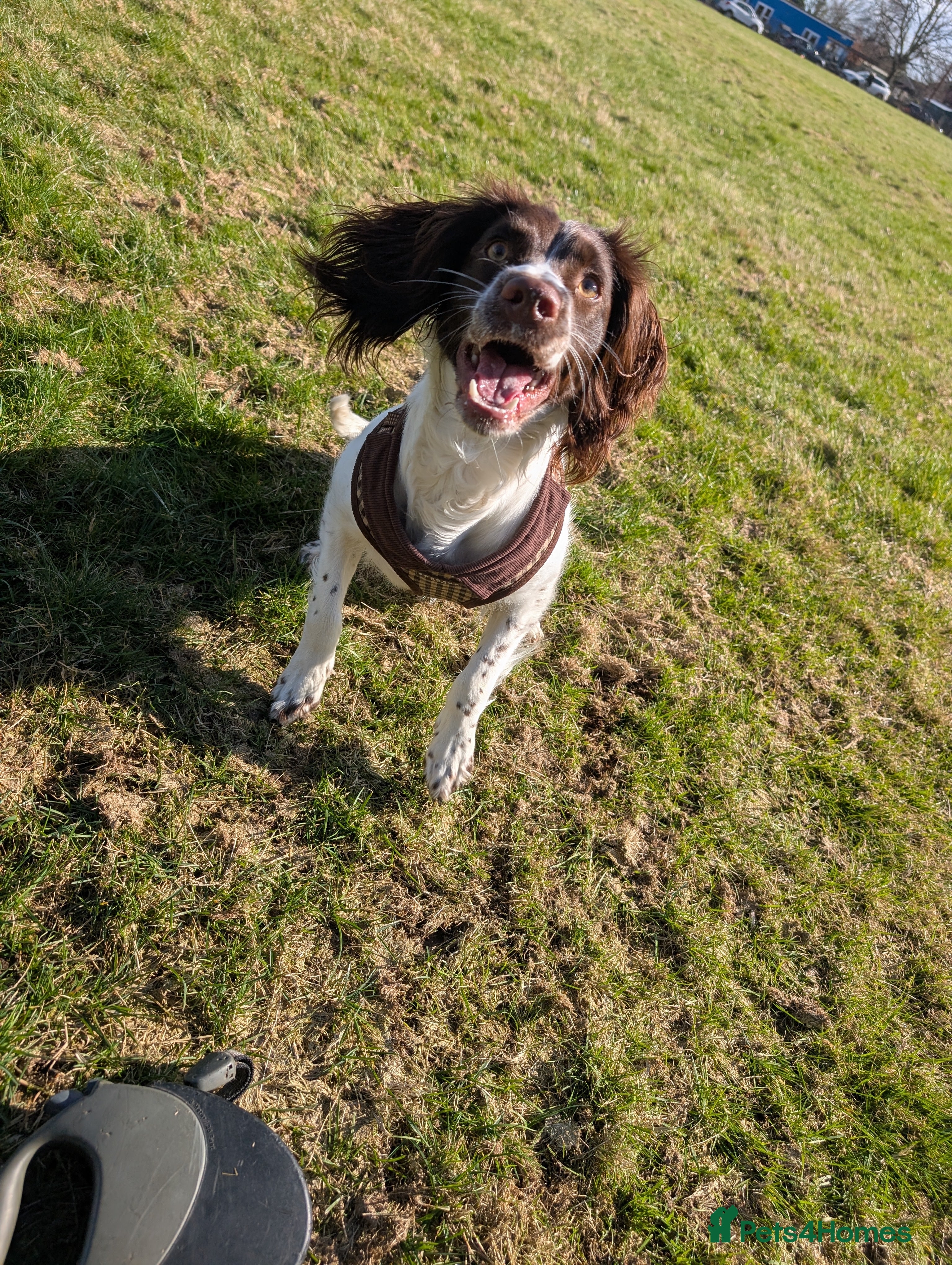 English Springer Spaniel dogs English Springer Spaniel  - Advert 9