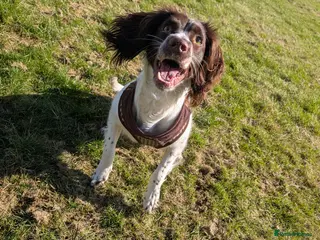English Springer Spaniel dogs English Springer Spaniel - Advert 9