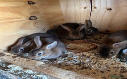 Rex rabbits for sale: Mini Caster rex - Image 8