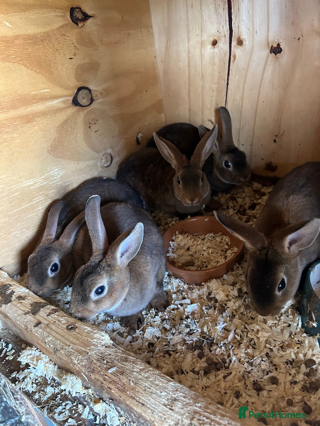 Rex rabbits for sale: Mini Caster rex - Image 8
