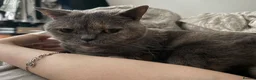 British Shorthair cats for sale: Purebred British Shorthair – Fully Vaccinated - Advert 11