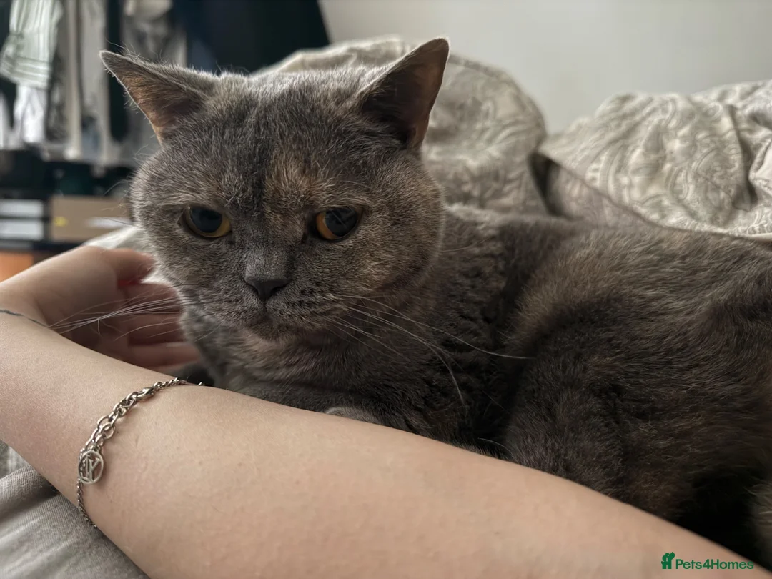 British Shorthair cats for sale: Purebred British Shorthair – Fully Vaccinated - Advert 11