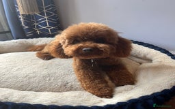 Toy Poodle dogs for sale: EXTENSIVE HEALTH TEST KC RED TOY POODLES LICENSED - Image 9