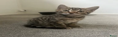 Bengal 1