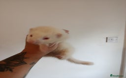 Ferret rodents for sale: Baby ferrets for sale ready to go - Image 5