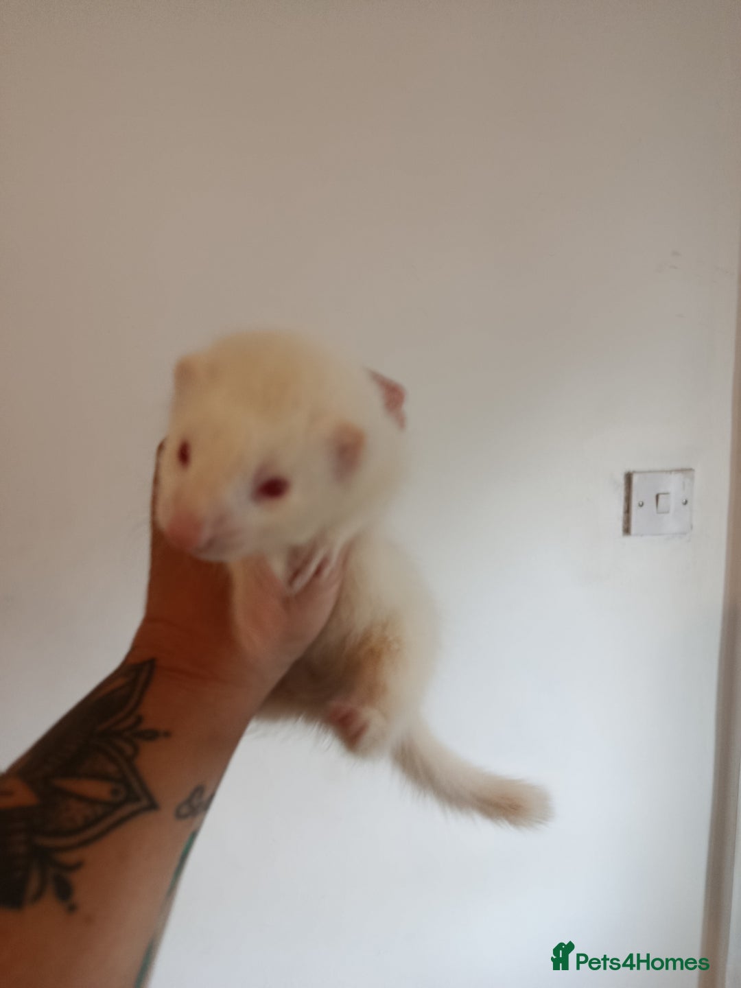 Ferret rodents for sale: Baby ferrets for sale ready to go - Image 5