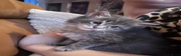 Maine Coon cats for sale: Stunning Blue Male  - Advert 1