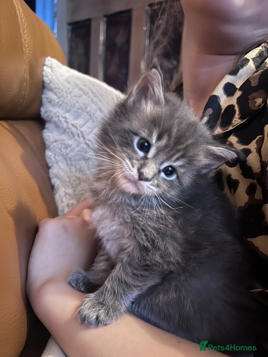 Maine Coon cats for sale: Stunning Blue Male  - Advert 1