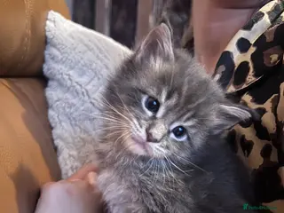 Maine Coon cats Stunning Blue Male - Advert 1