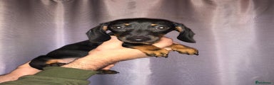 Dachshund Puppy 1