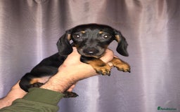 Dachshund dogs for sale: Dachshund boys ready to leave - Image 6