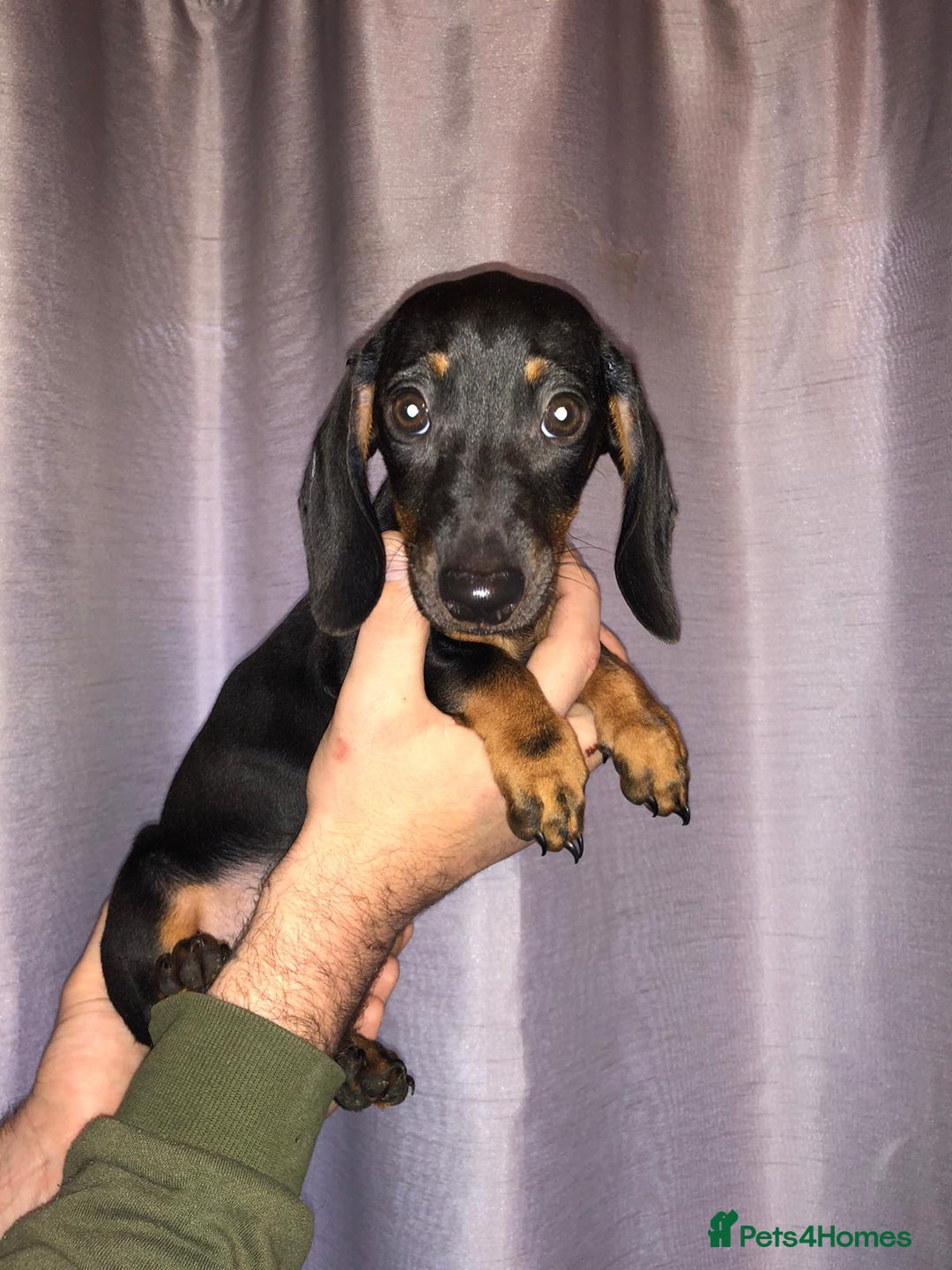 Dachshund dogs for sale: Dachshund boys ready to leave - Image 6
