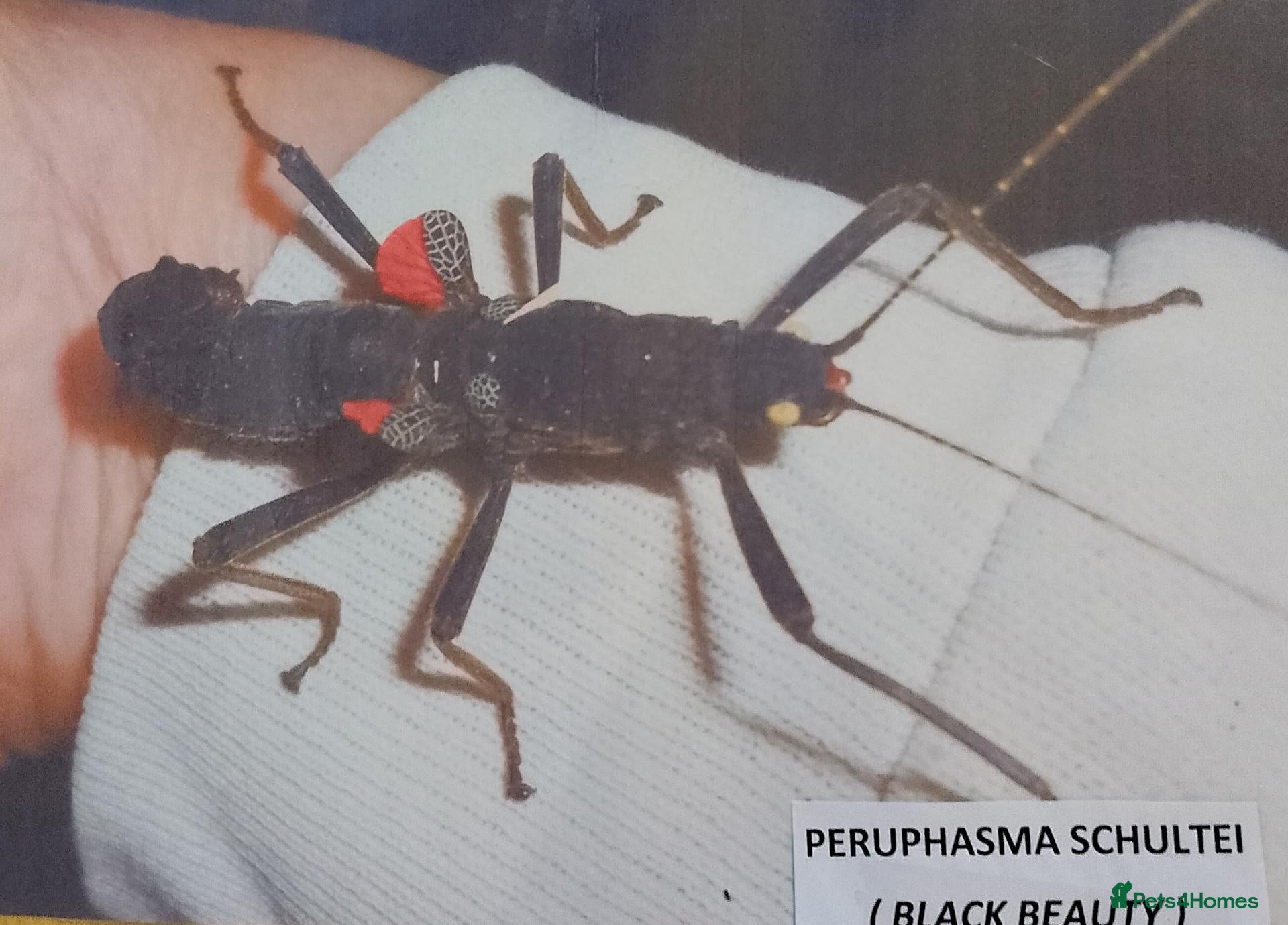 Stick Insects invertebrates for sale: Nymphs Peruphasma Schultei  stick insects - Advert 1